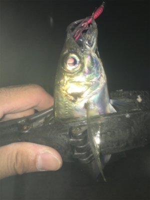 中アジ帰ってきた！