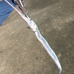 タチウオとツバス