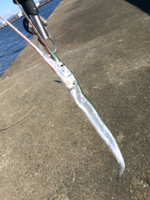 タチウオとツバス