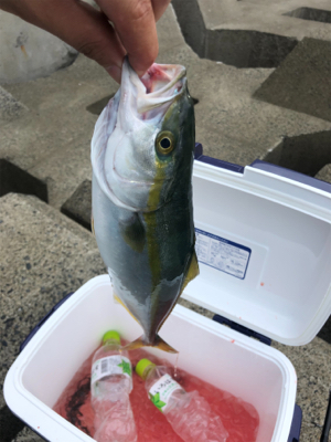 イナダが釣れました〜