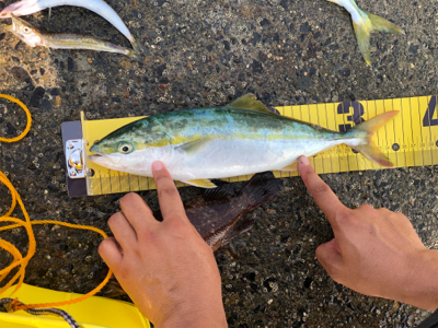 イナダダブルヒット！！