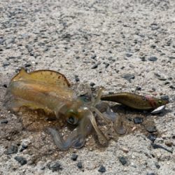 シーズンイン！