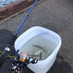 レズロスを買ったので試し投げに……