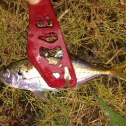 アジンガー1810〜1830