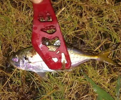 アジンガー1810〜1830