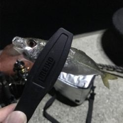 エギング・アジング釣果