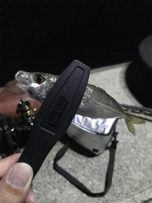 エギング・アジング釣果