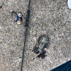 シンコ調査第３弾