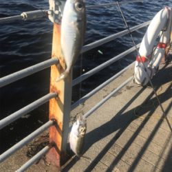 アジングロッドでジグサビキゲーム