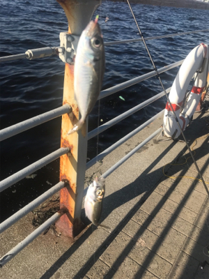 アジングロッドでジグサビキゲーム