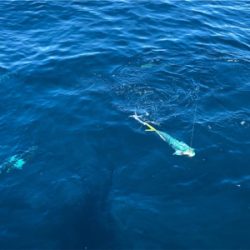 相模湾シイラ祭り