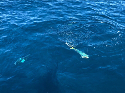 相模湾シイラ祭り