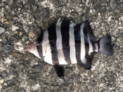 あかん日もある