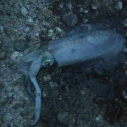 アオリイカ3杯！！　小キジハタ5匹