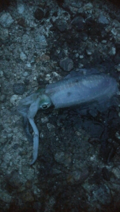 アオリイカ3杯！！　小キジハタ5匹