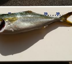 なんとか見つけた