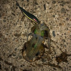 シンコ調査第4弾