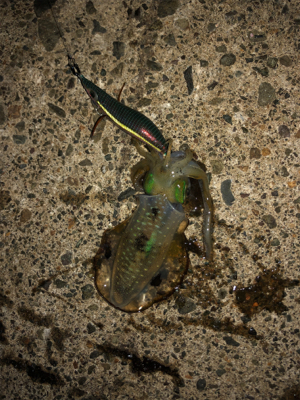 シンコ調査第4弾