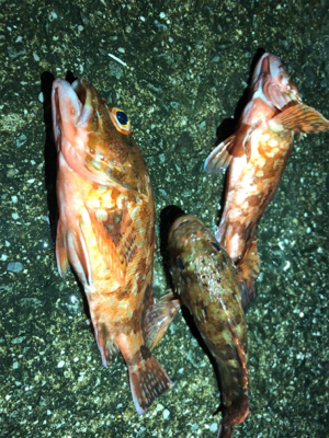 ガシリングにタコ！！！！