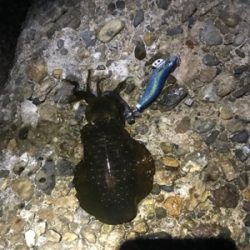 月曜日から仕事帰りのエギング