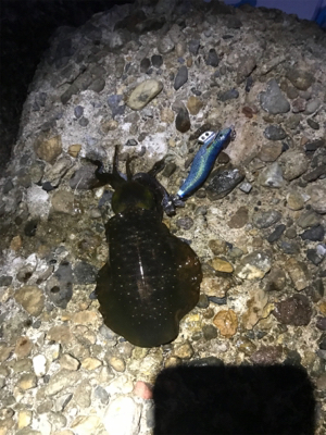 月曜日から仕事帰りのエギング