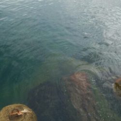 アオリイカ7杯！！　おまけにモクズカニ1匹！