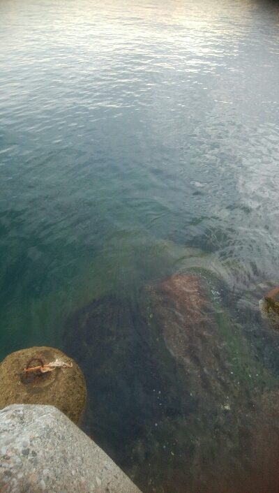 アオリイカ7杯！！　おまけにモクズカニ1匹！