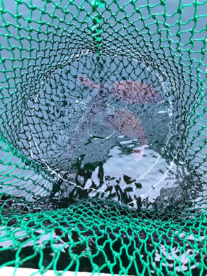 猛暑の釣り堀にて