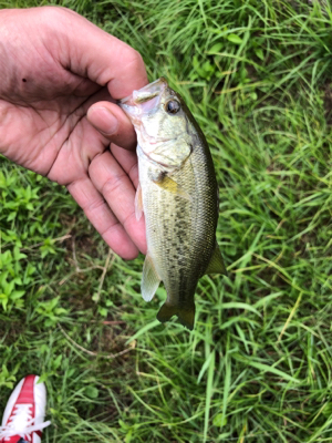 アジングの仕掛けで小バスは釣れるか？