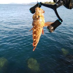 アオリは釣れず、