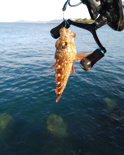 アオリは釣れず、