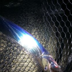 タチウオとツバス