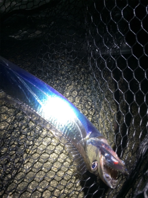 タチウオとツバス