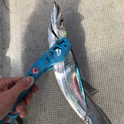 初タチウオジギング