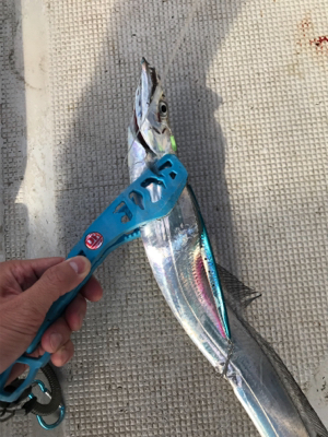 初タチウオジギング