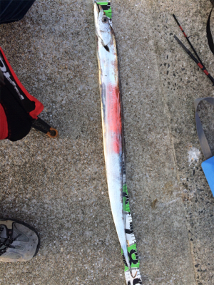 渋ーいサーベル狩り