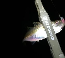 ナイト豆アジング