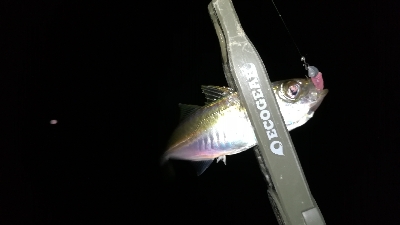 ナイト豆アジング