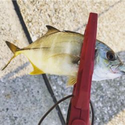 チビGT釣れましたー笑