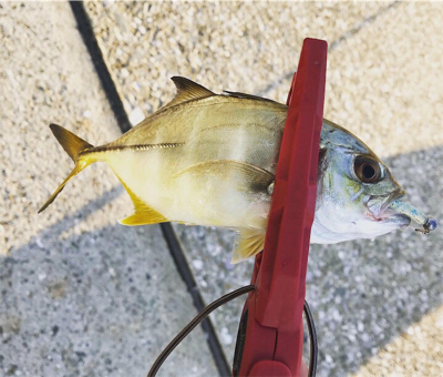 チビGT釣れましたー笑