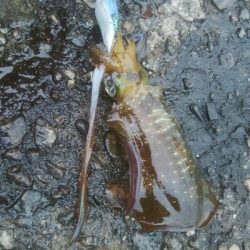 アオリイカ7杯！！