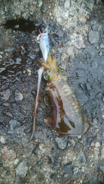 アオリイカ7杯！！