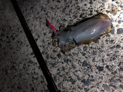 深夜からエギング