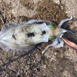 スクスク育ってますねぇ♡