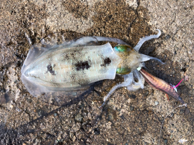 スクスク育ってますねぇ♡