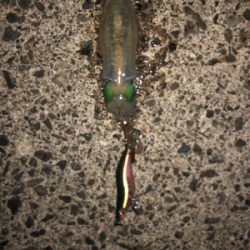 シンコ調査第６弾