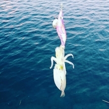 エギング釣行その４１