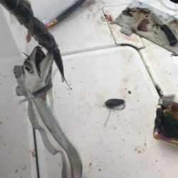 太刀魚  神戸沖