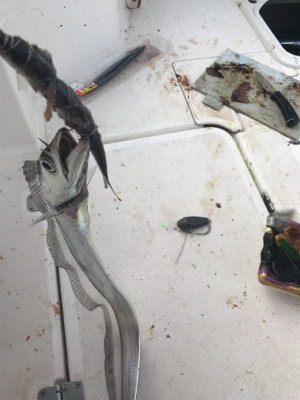 太刀魚  神戸沖