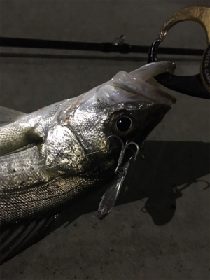 ちょっと良くなったかな？